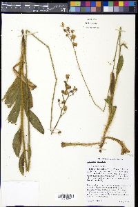 Helianthus longifolius image