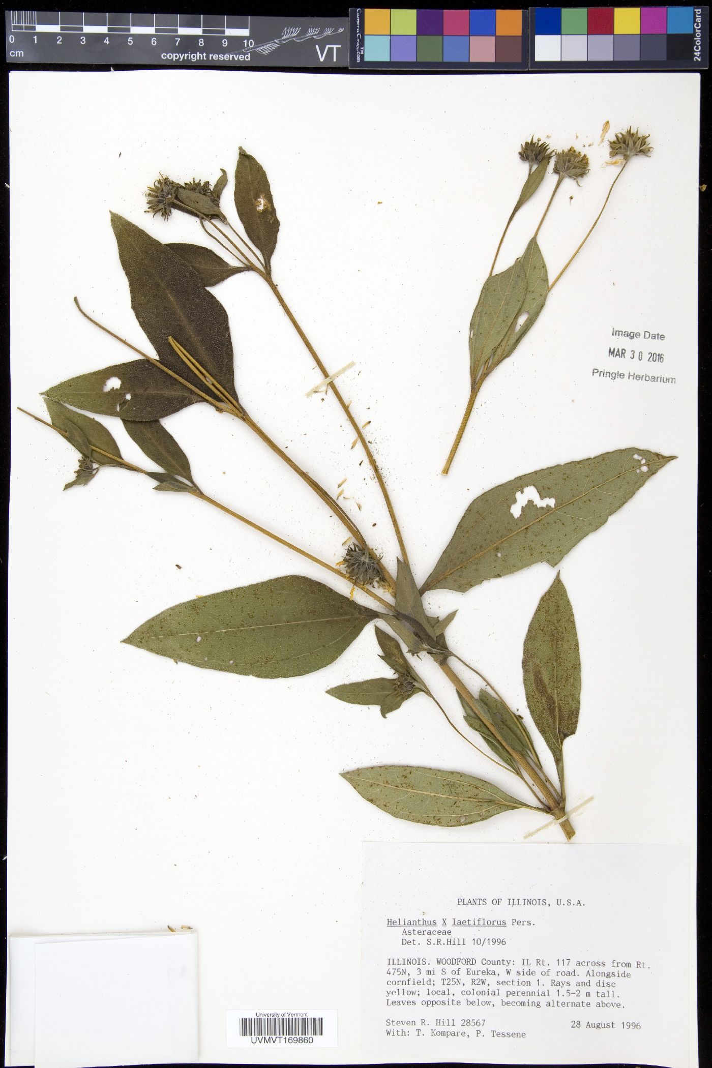 Helianthus × laetiflorus image