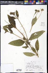 Helianthus × laetiflorus image