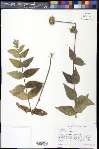 Helianthus mollis image