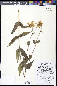 Helianthus mollis image