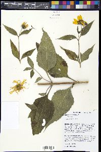 Helianthus tuberosus image