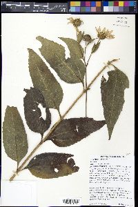 Helianthus tuberosus image