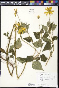 Heliopsis buphthalmoides image