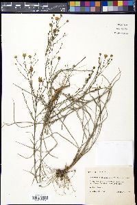 Pityopsis graminifolia var. graminifolia image