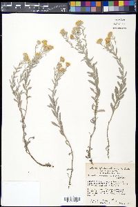 Heterotheca canescens image