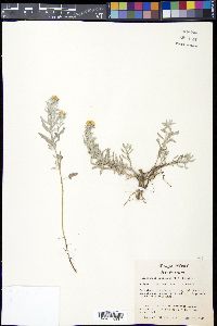 Heterotheca canescens image