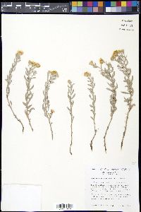 Heterotheca canescens image