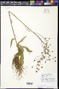 Hieracium abscissum image
