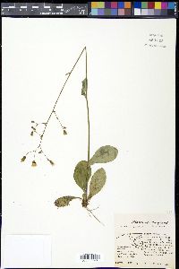 Hieracium gronovii image