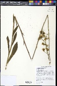 Hieracium longipilum image