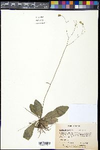 Hieracium venosum image