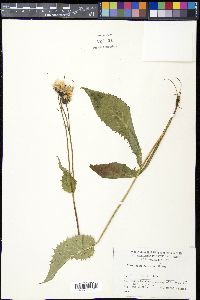 Media resource of Crepis coreana
