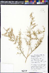 Ambrosia salsola image
