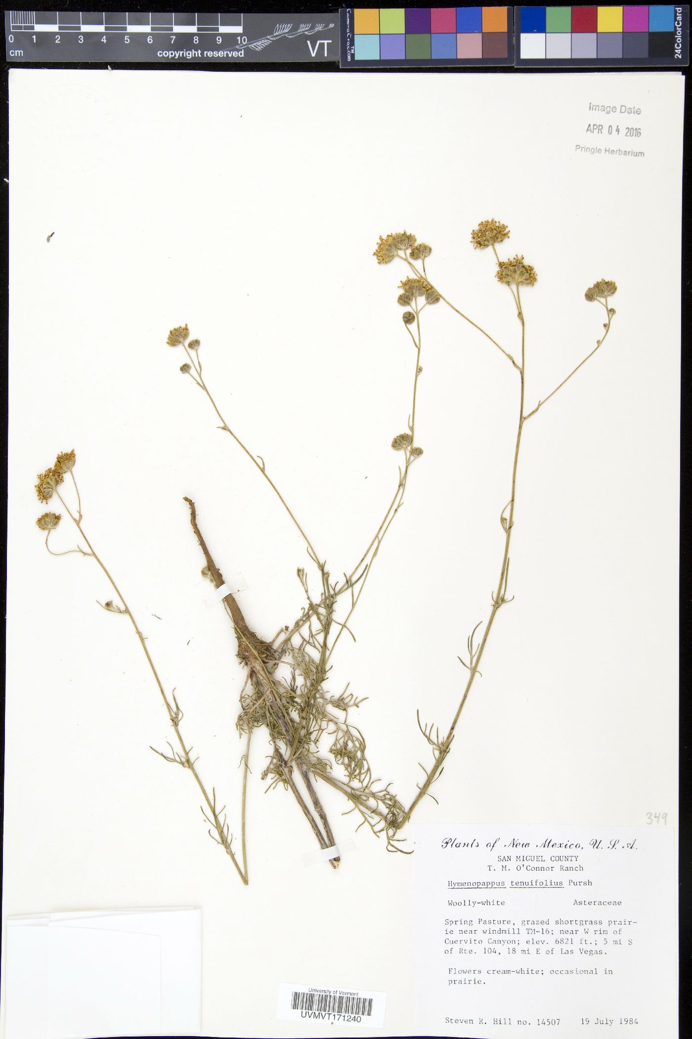 Hymenopappus tenuifolius image