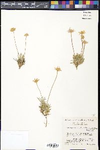 Tetraneuris scaposa var. scaposa image