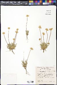 Tetraneuris scaposa var. scaposa image