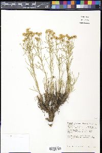 Hymenoxys richardsonii image