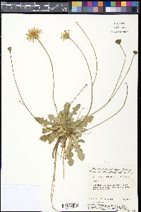 Hypochaeris radicata image