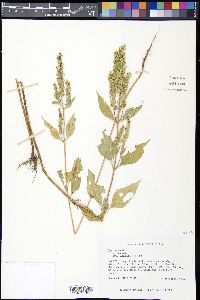 Iva annua image