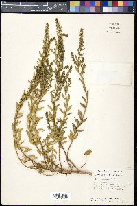 Iva imbricata image
