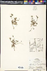 Ixeris stolonifera image