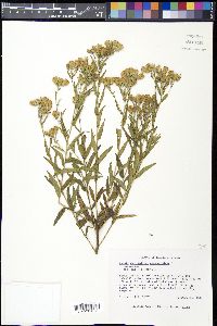 Kuhnia eupatorioides image
