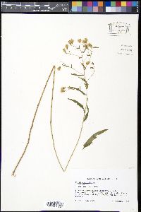 Kuhnia eupatorioides image