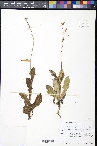Lactuca intybacea image