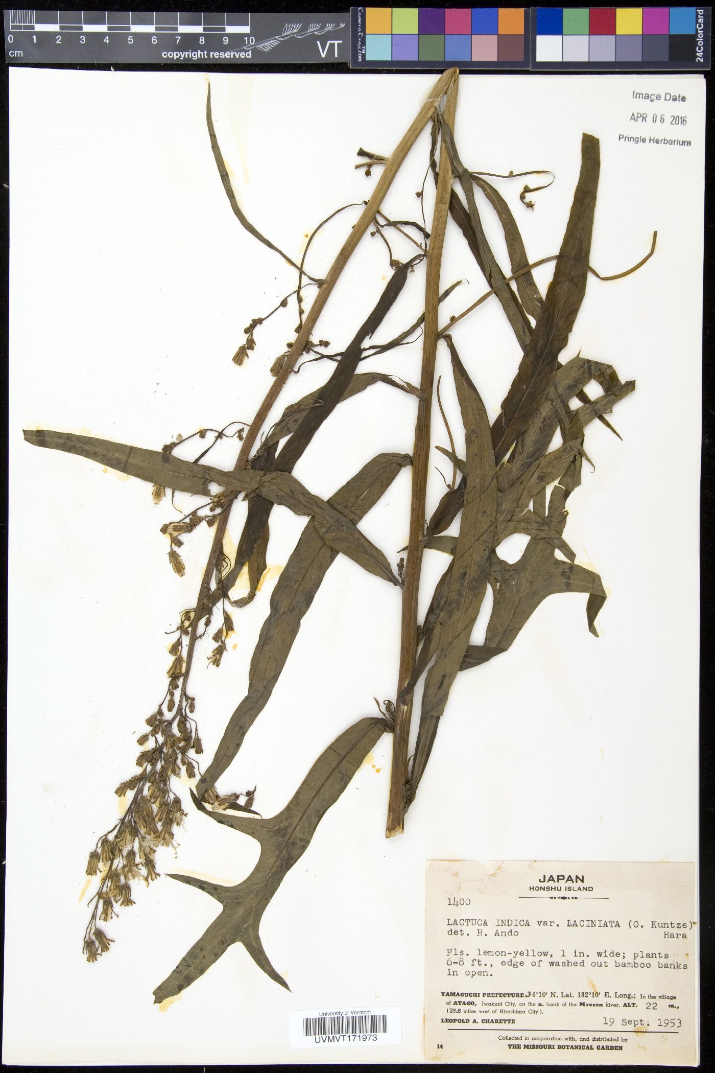 Lactuca indica image