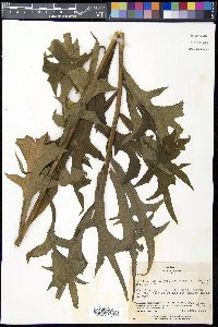 Lactuca indica image