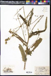 Lactuca indica image