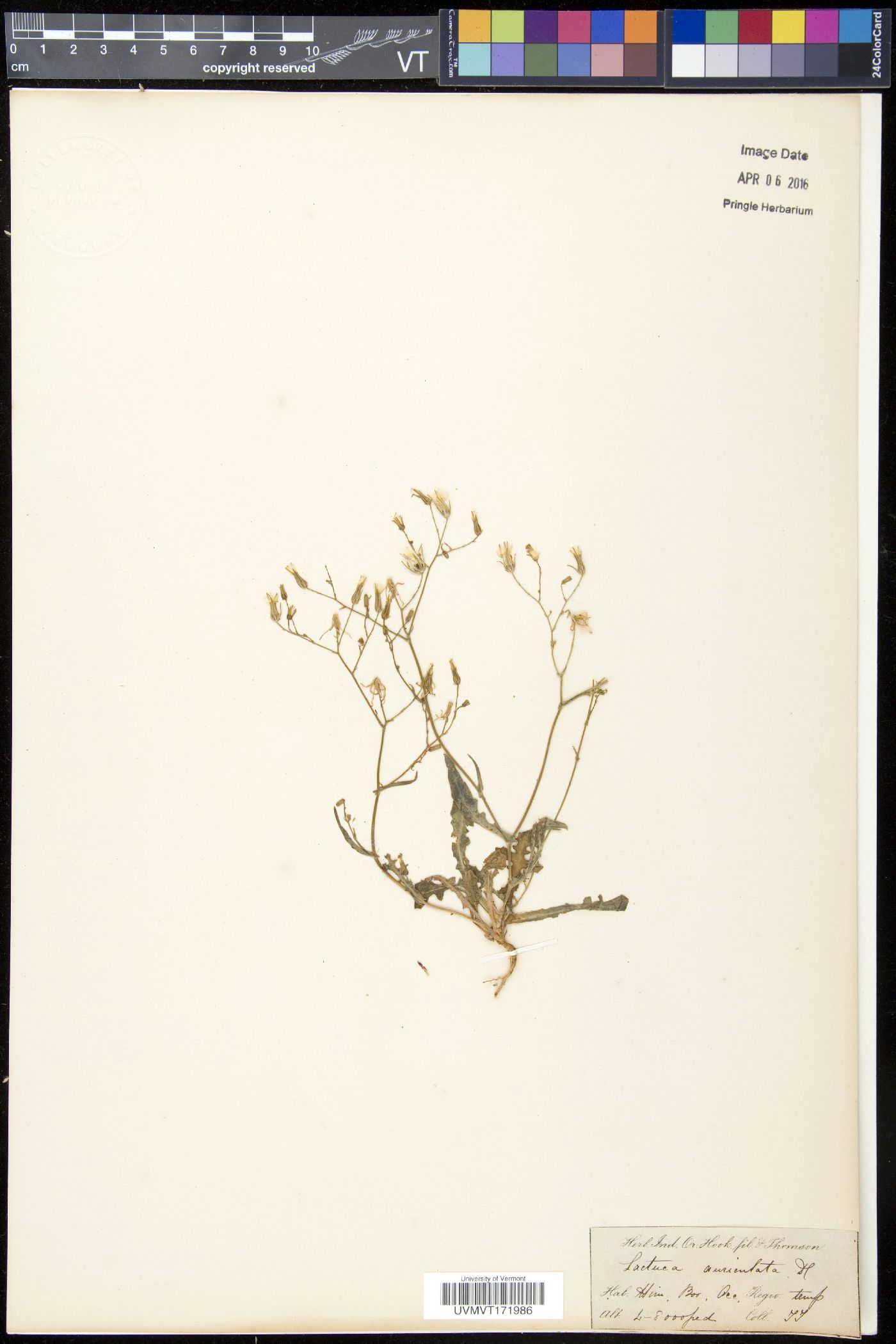 Lactuca auriculata image