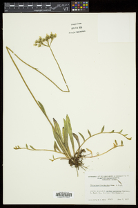 Hieracium x floribundum image