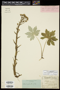 Petasites frigidus var. palmatus image