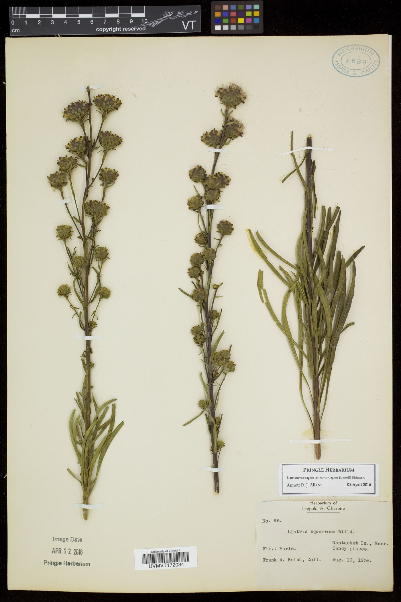 Liatris novae-angliae image