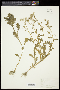 Senecio vulgaris image