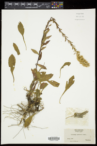 Solidago puberula image