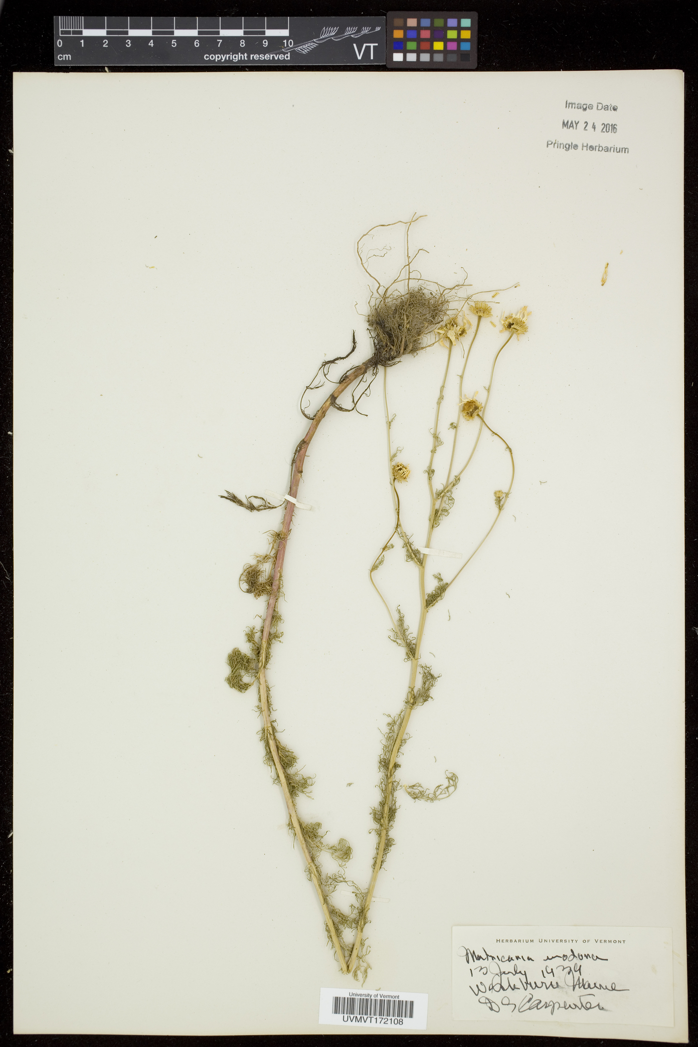 Tripleurospermum inodorum image