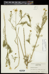 Tripleurospermum maritimum subsp. maritimum image