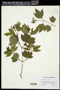 Viburnum trilobum image