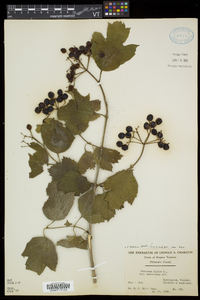 Viburnum trilobum image