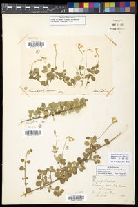 Linnaea borealis subsp. longiflora image