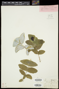 Lonicera dioica image