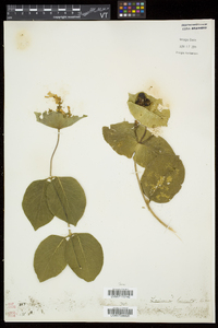 Lonicera hirsuta image