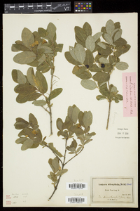 Lonicera oblongifolia image