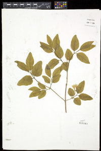 Lonicera canadensis image