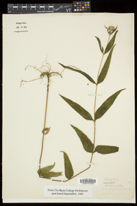 Helianthus decapetalus image