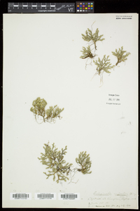 Selaginella rupestris image