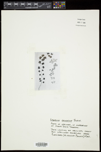 Lygodium palmatum image